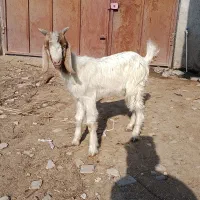 نر بزغاله دورگ مناسب پرواری و داشتی|حیوانات مزرعه|گنبد کاووس, |دیوار