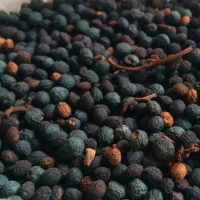 پسته وحشی ، بنه ، کولنگ