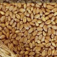 گندم دیم بذری|خوردنی و آشامیدنی|داران, |دیوار