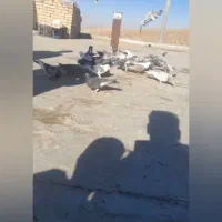 کفتر بوم|پرنده|سبزوار, پیام|دیوار