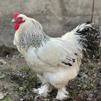 برهما یک روزه