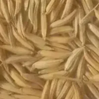 خرید و فروش شالی فجر وندا