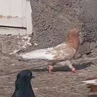 کله زرد عتیقه چش نوف سفید کرفتنی|پرنده|حمیدیه, |دیوار