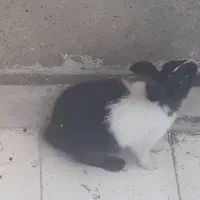 ۳عددخرگوش|موش و خرگوش|پرند, فاز ۵|دیوار