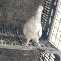 ...|حیوانات|کوهدشت, |دیوار