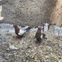 کبوتر|پرنده|اردکان, |دیوار