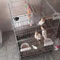 ۸ تا عروس هلندی با قفس و وسایل