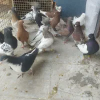 فروش تعدادی کبوتررنگی