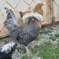 طیور پرندگان زینتی