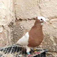 کفتر طوقی زرد