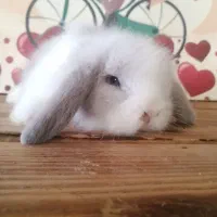 مینی لوپ|موش و خرگوش|کرج, کوی امامیه|دیوار