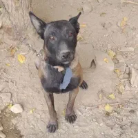 توله مالینویز نر