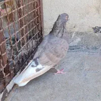 ماده قلاق لویی|پرنده|شیراز, سجادیه|دیوار