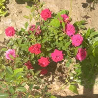 2000-هزار-متر-گوارشگ-سند-آب-معاوضه-با-آپارتمان