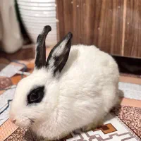 فروش دوعدد خرگوشی تمیز