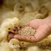 فروش دان خوراک گوسفند گاو طیورذرت با کیفیت|حیوانات مزرعه|یزد, |دیوار