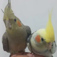 عروس هلندی نر وماده