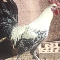 خروس یکی ززیبا