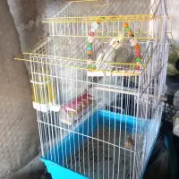 عروس هلندی