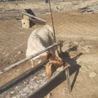 فروش 2عدد کهره نر و 2عدد بز