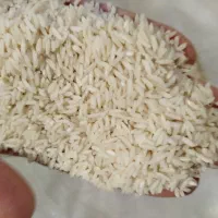 برنج طارم هاشمی اصل