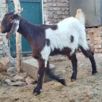 میش و بره ماده بز|حیوانات مزرعه|نیشابور, فخریه|دیوار