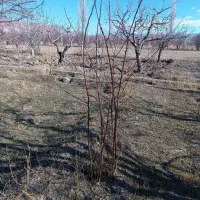 نهال آلو بخارا