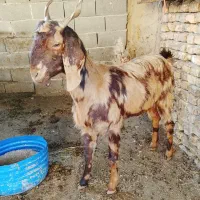 بزجنس پاکستانی|حیوانات مزرعه|سرخنکلاته, |دیوار