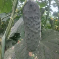 فروش عمده خیار خاردار