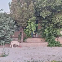 دامداری با امکانات و زمین مسکونی دشتابی