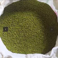 ماش|عمدهفروشی|کرخه, |دیوار