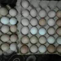 تخم مرغ رسمی واوگانیک بفروش میرسد