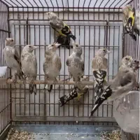 جوجه سهره نر