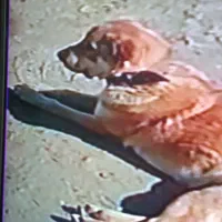 سگ گمشده بامژدگانی|حیوانات|اسدآباد, |دیوار