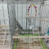 عروس هلندی ماده. آماده جفت گیری و جوجه کشی|پرنده|محمدشهر, ولدآباد|دیوار