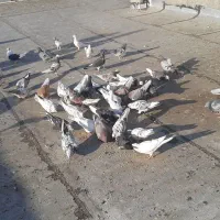 کبوتر گله ای