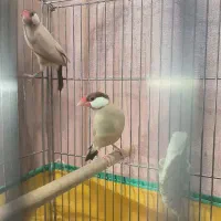 فنچ نرگسی شکلاتی جفت مولد +  کرم لایت|پرنده|تهران, آرارات|دیوار