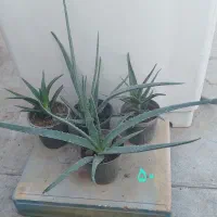 فروش تعدادی کاکتوس|گل و گیاه طبیعی|بهارستان, |دیوار