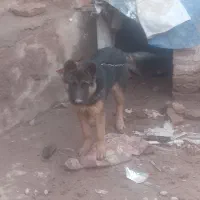 سگ ژرمن|سگ|نیشابور, رحمت آباد|دیوار