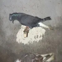 کبوتر جفت دم سفید|پرنده|سوسنگرد, |دیوار