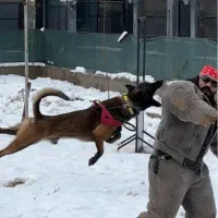 سگ محافظ و نگهبان