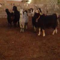 بز چپش کهره آبستنبرج ۱۰و۱۱