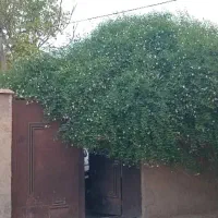 فروش منزلی زیبا و دلنواز در  حومه شیراز|فروش خانه و ویلا|شیراز, کوشک بیدک|دیوار