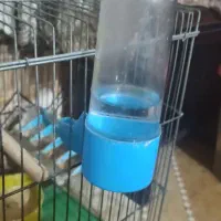 یک جفت مرغ عشق با قفس و تمام لوازم|پرنده|شیراز, کوشک میدان|دیوار