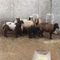 میش|حیوانات مزرعه|چغادک, |دیوار