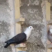 کبوتر کله سفید کربلایی