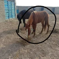 اسب مادیان یورقه