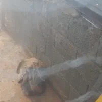 ۳عدد بز|حیوانات مزرعه|اطاقور, |دیوار