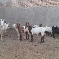 ۱۲ عدد بز پاکستای سانن جوون بدردبخور|حیوانات مزرعه|نطنز, |دیوار