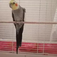 عروس هلندی سخنگو